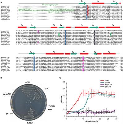 Structural Basis for Redox Regulation of Cytoplasmic and Chloroplastic Triosephosphate Isomerases from Arabidopsis thaliana